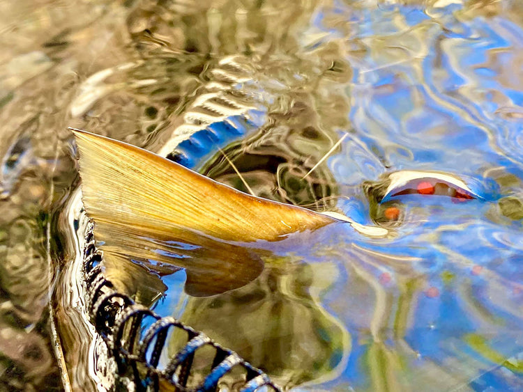 End of Season Fly Fishing SALES